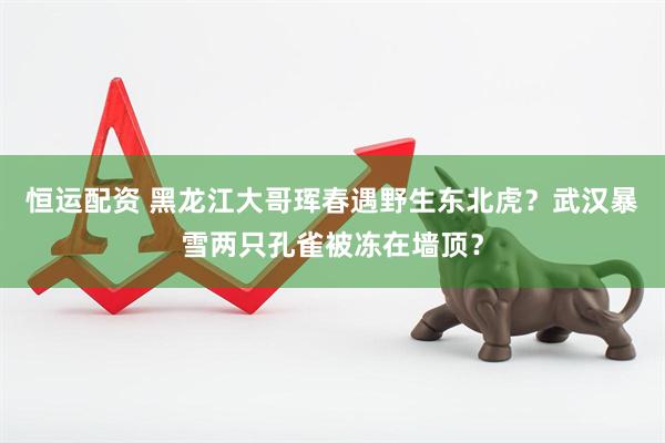 恒运配资 黑龙江大哥珲春遇野生东北虎？武汉暴雪两只孔雀被冻在墙顶？