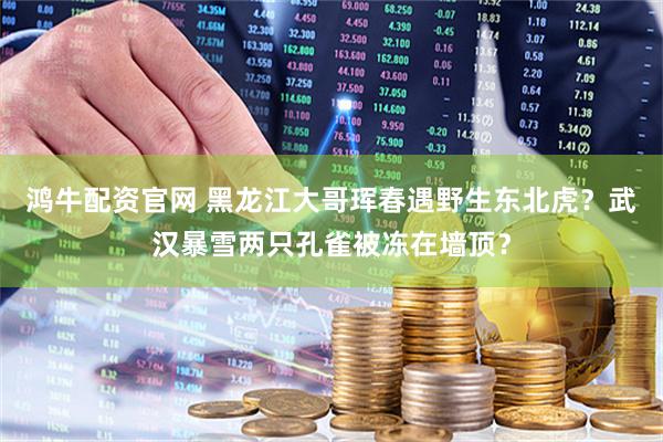 鸿牛配资官网 黑龙江大哥珲春遇野生东北虎？武汉暴雪两只孔雀被冻在墙顶？