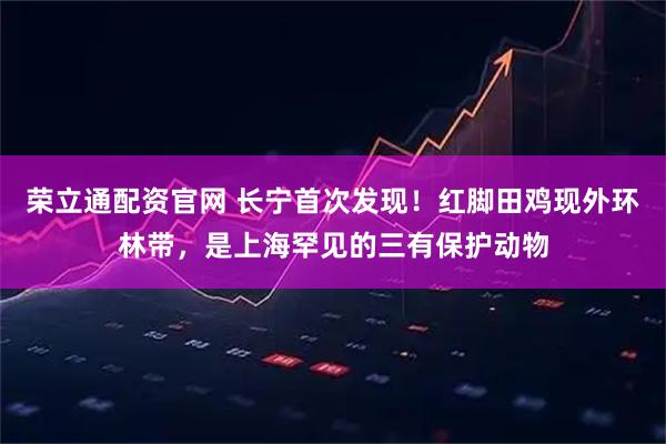 荣立通配资官网 长宁首次发现！红脚田鸡现外环林带，是上海罕见的三有保护动物