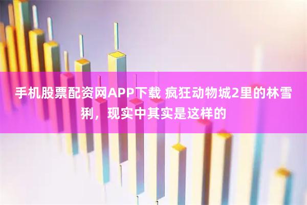 手机股票配资网APP下载 疯狂动物城2里的林雪猁，现实中其实是这样的